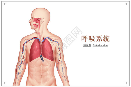 损坏的肺呼吸系统医疗插画插画