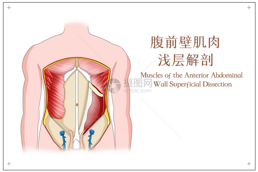 腹前壁肌肉浅层解剖医疗插画图片