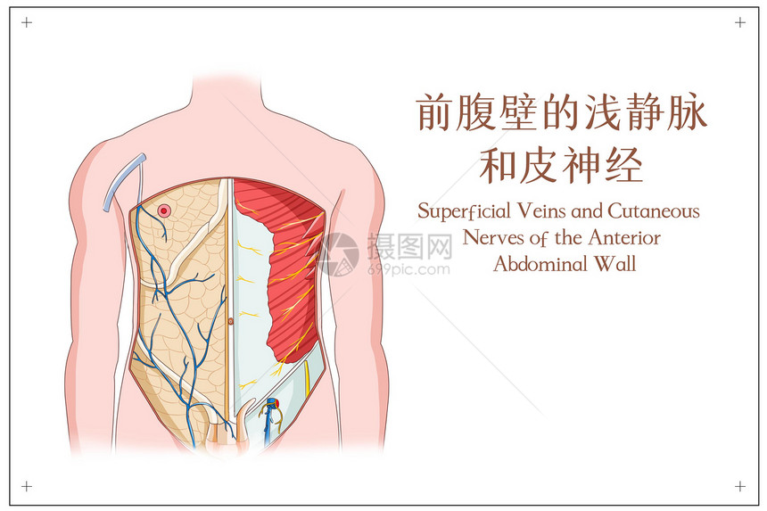 前腹壁的浅静脉和皮神经图片