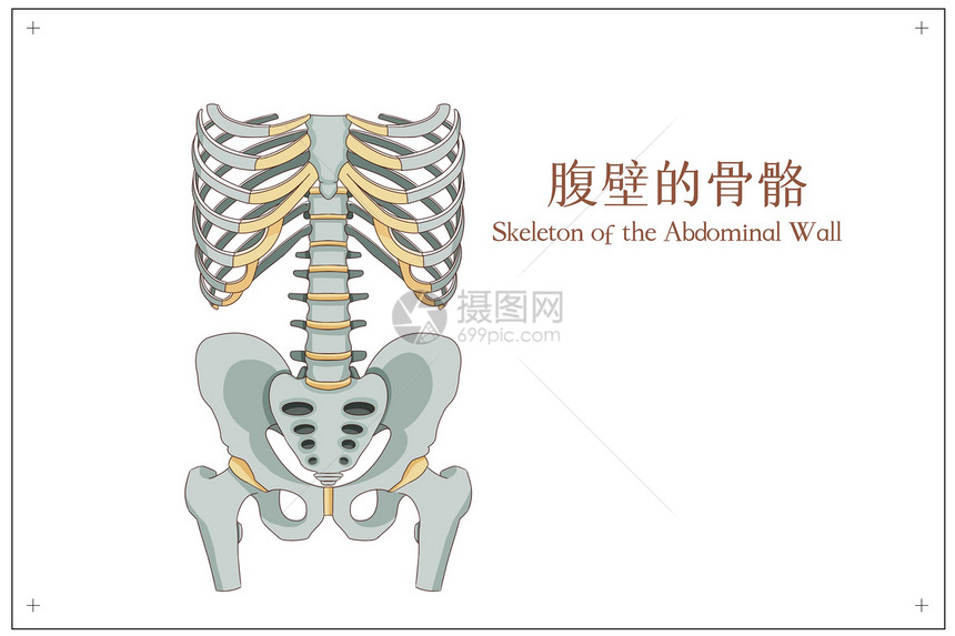 腹壁的骨骼医疗插画图片