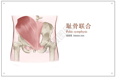 耻骨联合正面观医疗插画人体肌肉高清图片素材