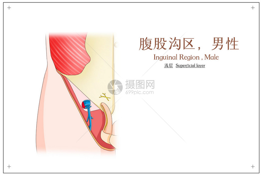 腹股沟区男性浅层医疗插画图片