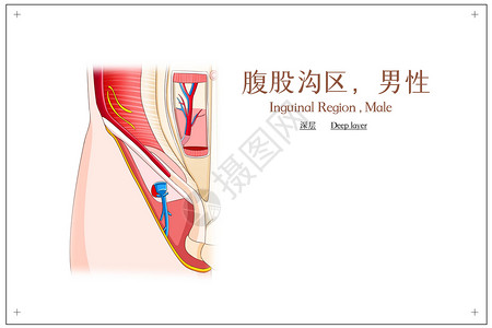 腹股沟区男性深层医疗插画高清图片