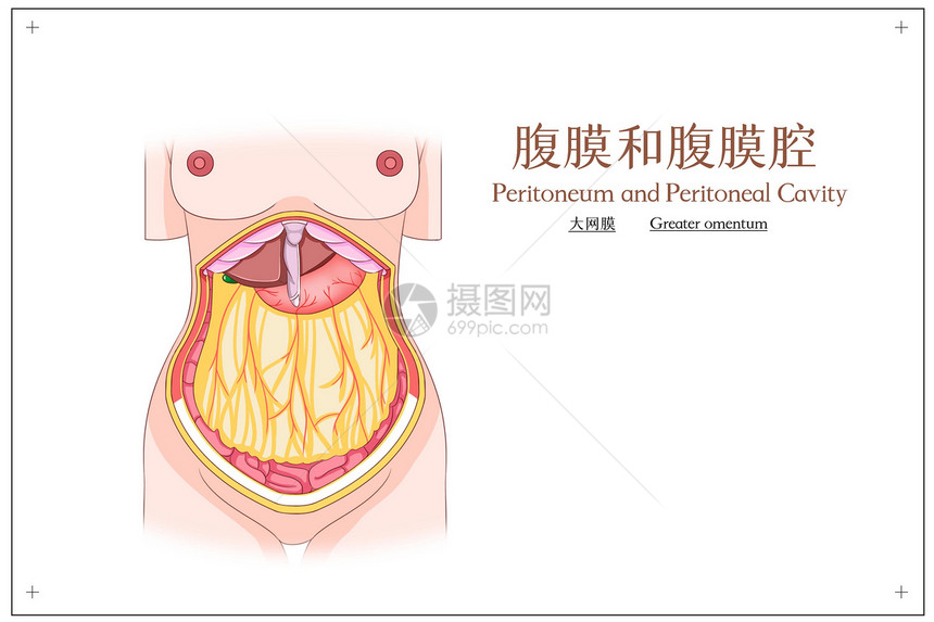 腹膜和腹腔膜大网膜医疗插画图片