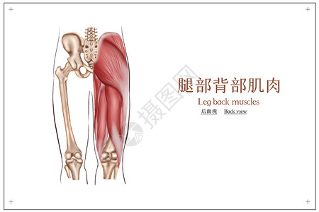 腿部背部肌肉解剖插画插画