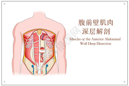 腹前壁肌肉深层解剖背景图片