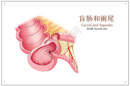 盲肠和阑尾回盲瓣医疗插画高清图片