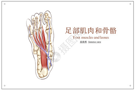 人体骨骼及肌肉医疗插画背景图片