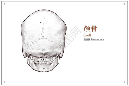 头部颅骨后面观医疗插画人体骨骼高清图片素材