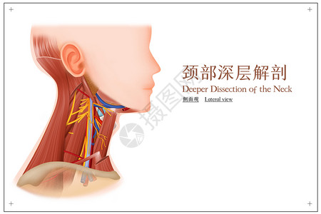 肌肉解剖图颈部深层解剖侧面观医疗插画插画