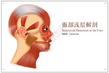 人体头部面部浅层解剖侧面观医疗插画插画