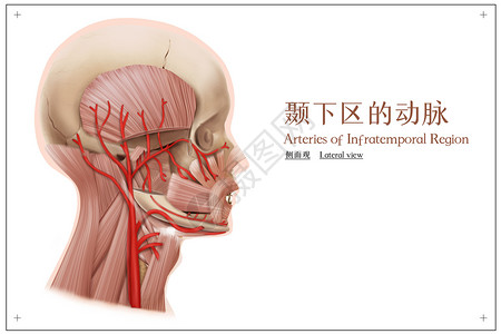 区域解剖颞下区的动脉侧面观医疗插画插画
