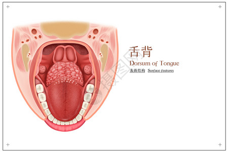 喉咙干燥舌背表面结构医疗插画插画