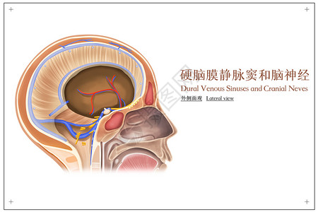 头部血管素材硬脑膜静脉窦和脑神经外侧面观医疗插画插画