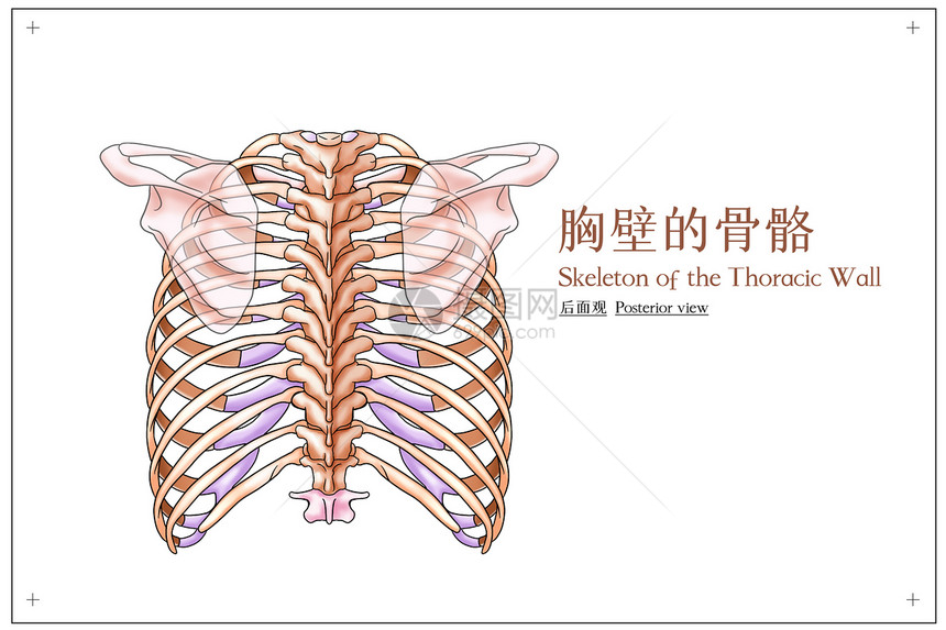 胸壁的骨骼后面观医疗插画图片