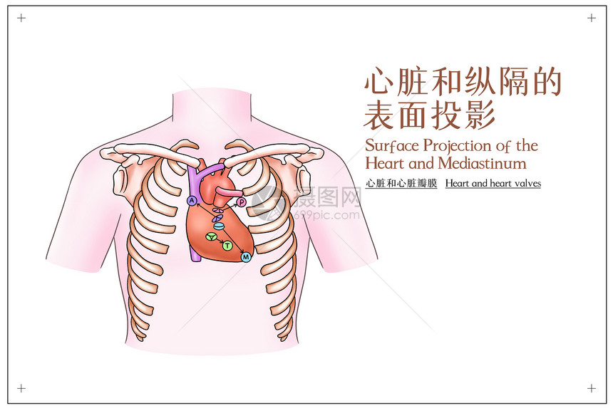 心脏和纵隔的表面投影心脏和心脏瓣膜医疗插画图片