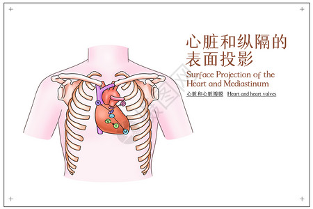 心脏和纵隔的表面投影心脏和心脏瓣膜医疗插画高清图片