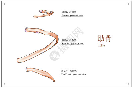 肋骨后面观医疗插画胸部高清图片素材