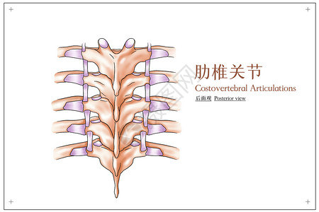 肋椎关节后面观医疗插画骨骼高清图片素材