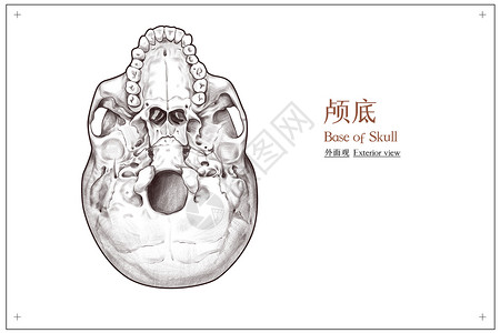 人体黑白头骨颅底外面观医疗插画插画