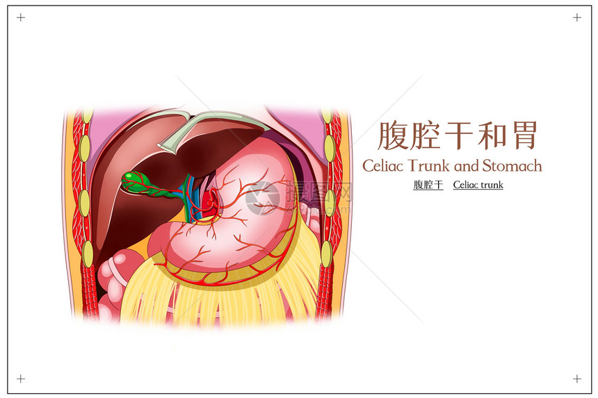 腹腔干和胃腹腔干医疗插画图片