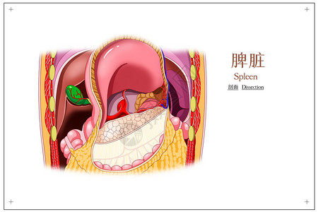 脾脏剖面医疗插画插画