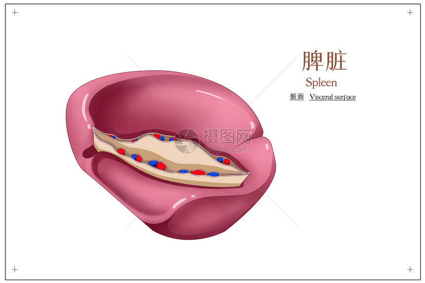 脾脏脏面医疗插画图片