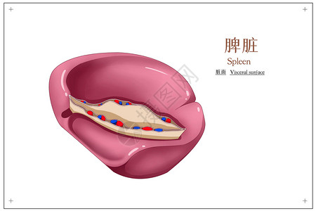 净心脏脾脏脏面医疗插画插画