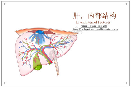 肝内部结构门静脉肝动脉胆管系统医疗插画背景图片