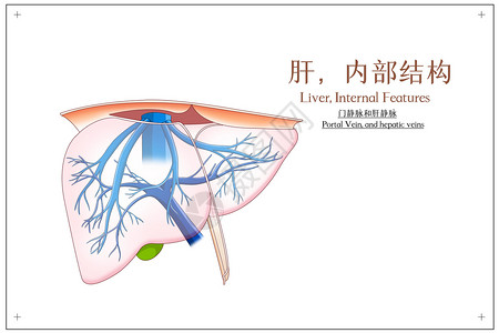 肝内部结构门静脉和肝静脉医疗插画背景图片