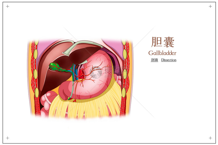 胆囊剖面医疗插画图片