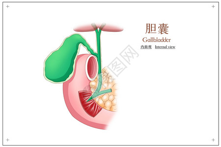 胆囊内面观图片