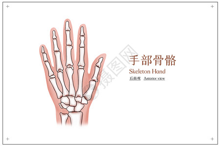 手部骨骼结构医疗插画高清图片
