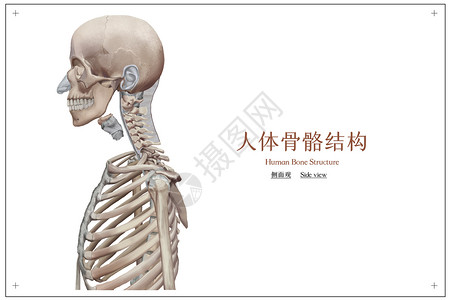 人体骨骼结构医疗插画背景图片