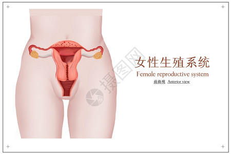 订餐系统女性生殖性系统医学插画插画