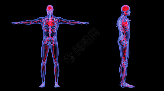 人类骨骼X光人体循环系统设计图片