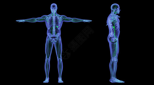 淋巴结X光人体淋巴系统设计图片