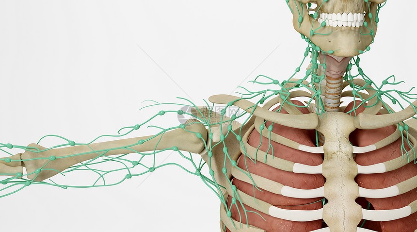 人体淋巴系统场景图片