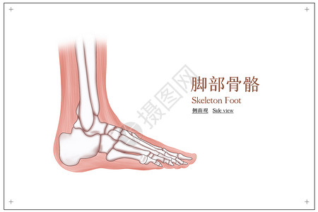 脚侧面骨骼结构图片