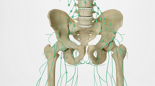 右侧股骨盆骨淋巴设计图片