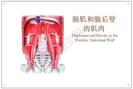 膈肌和腹后壁的肌肉医疗插画图片