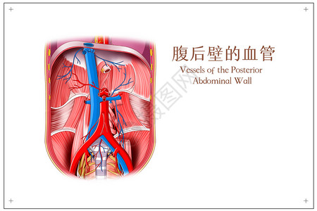 腹后壁的血管医疗插画图片