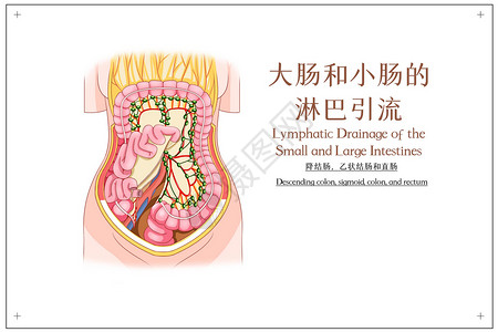 大肠和小肠的淋巴引流降结肠乙状结肠和直肠医疗插画高清图片