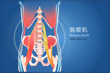 腰部酸痛髂腰肌前面观医疗插画插画