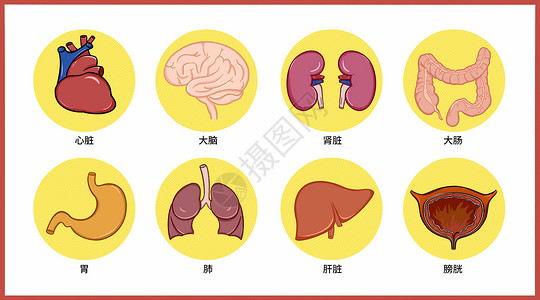 人体器官卫生医疗健康卡通插画背景图片