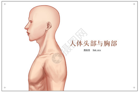 胸肌人体头部与胸部侧面观医疗插画插画