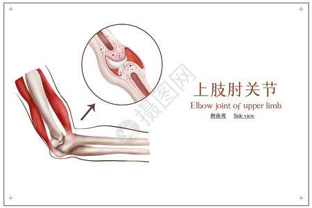 上肢肘关节医疗插画图片