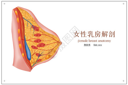 女性乳房解剖医学插画图片