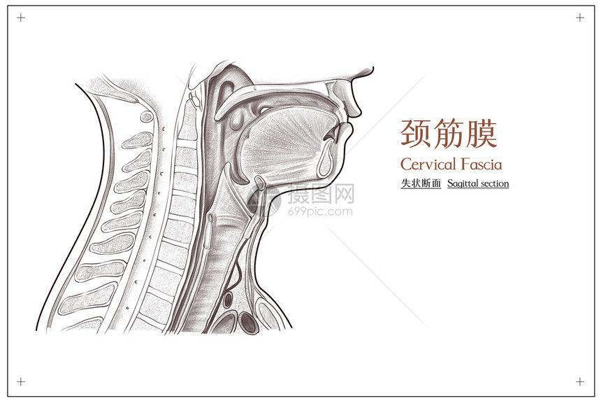 颈部颈筋膜失状断面医疗插画图片