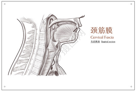 颈部颈筋膜失状断面医疗插画图片